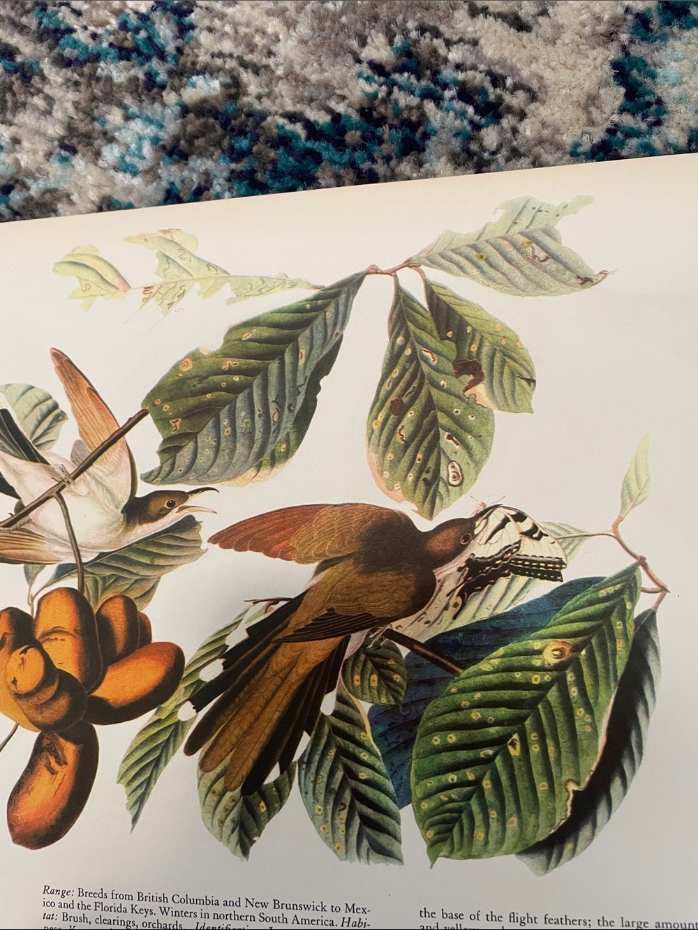 Vintage Botanical Bird Print - Yellow-billed Cuckoo Illustration